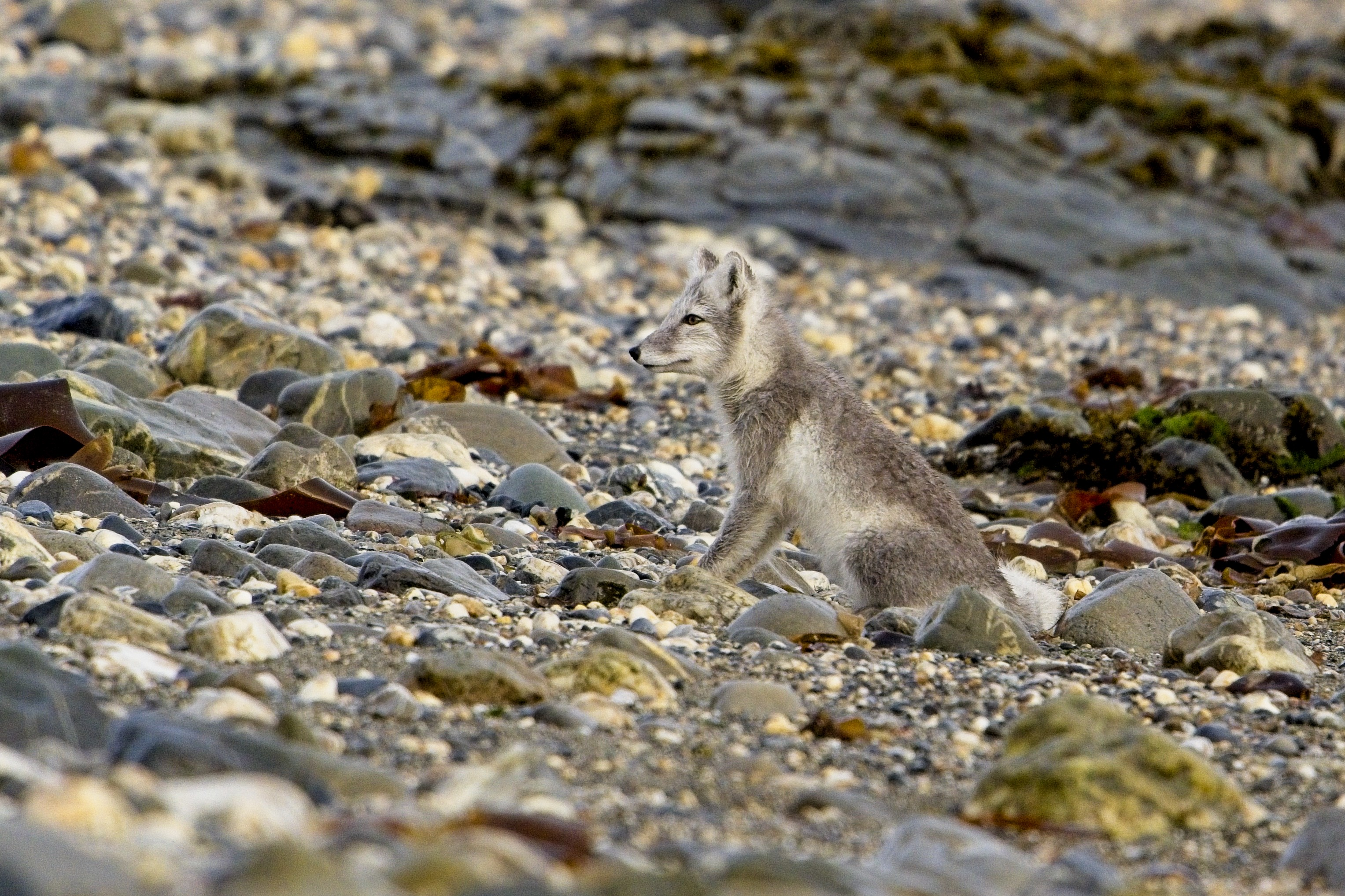 Arctic fox con colorazione estiva