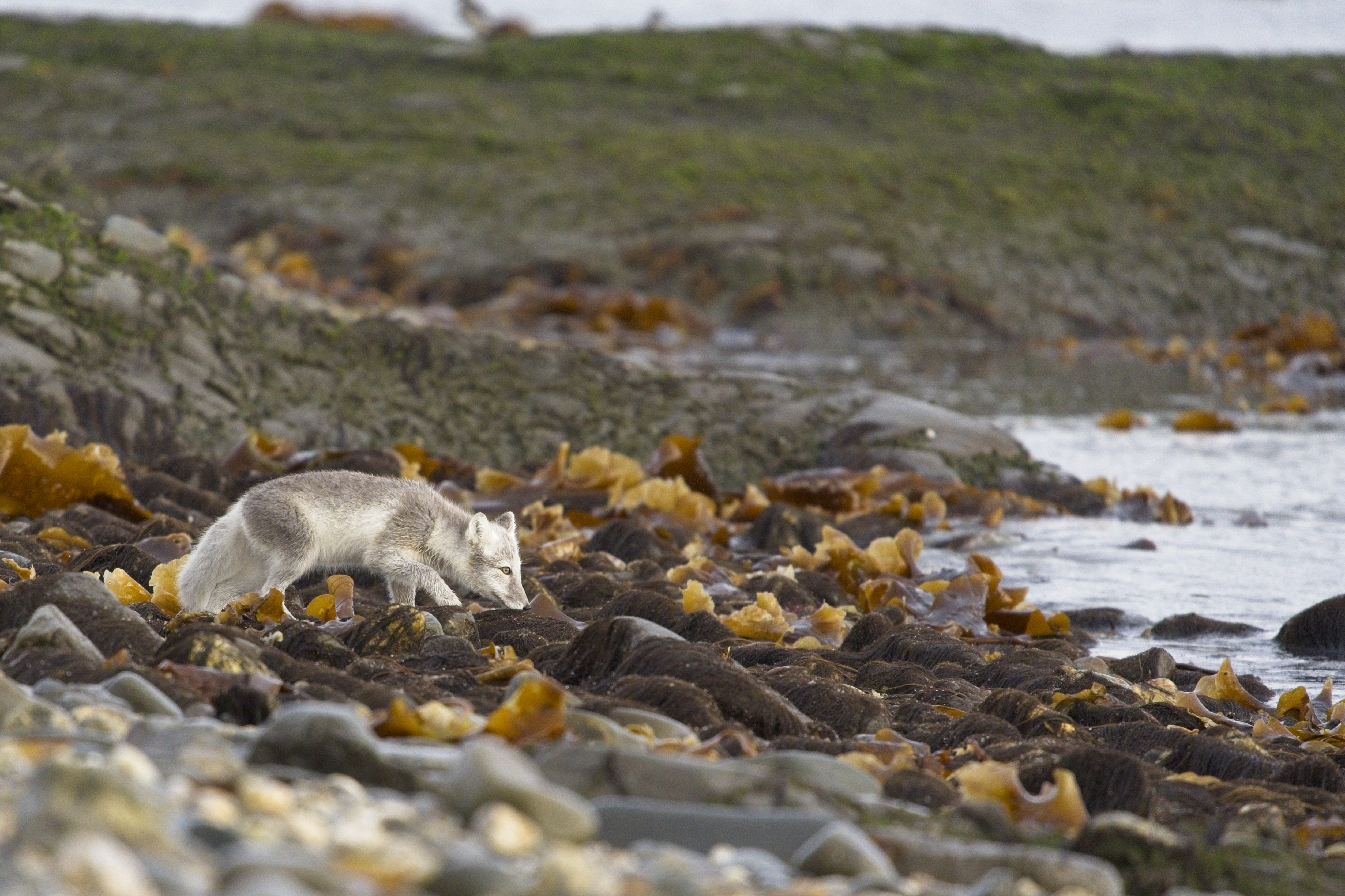 Arctic fox sniffing along the shore