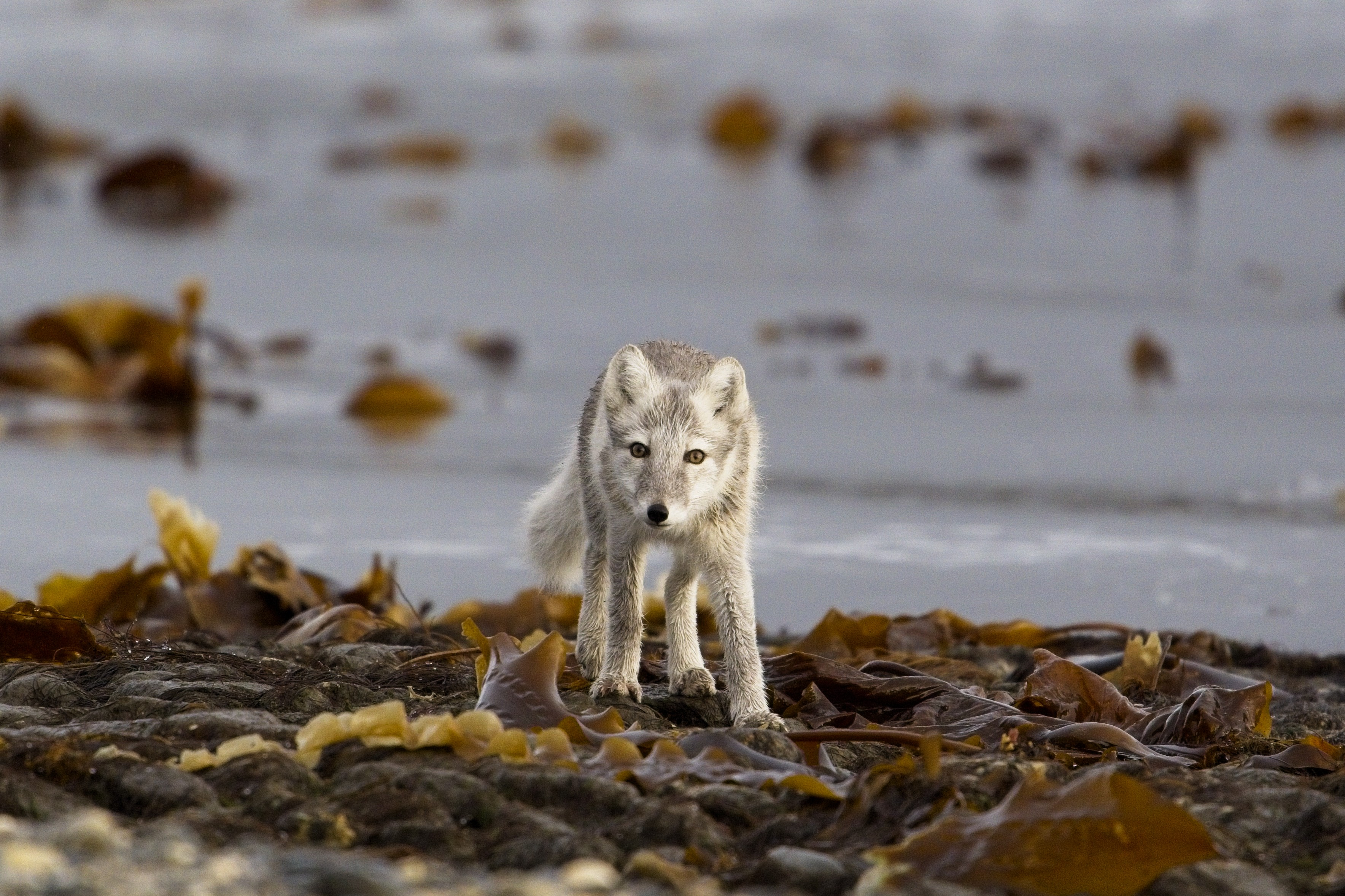 Arctic fox curiously looking at us