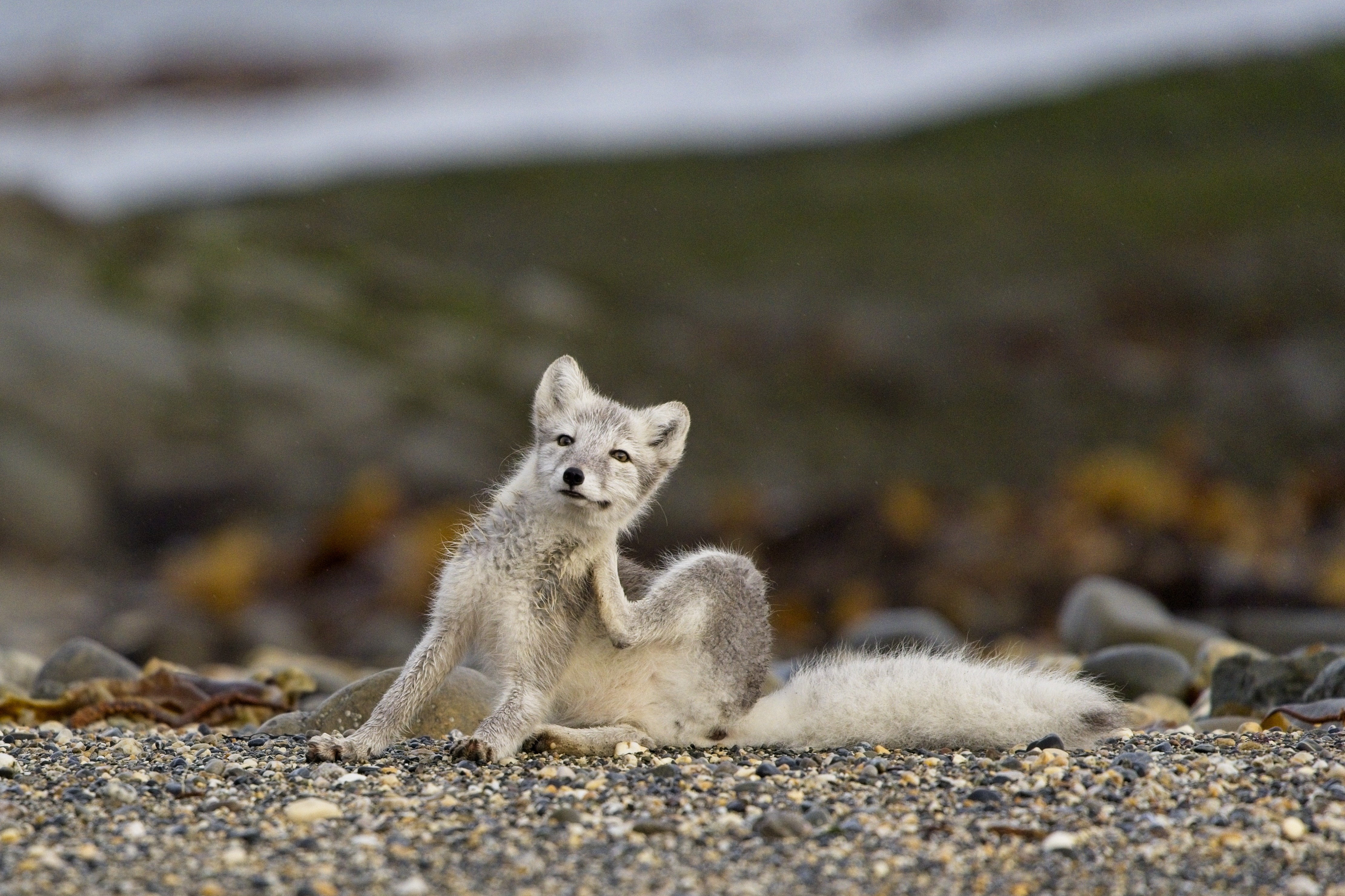 Arctic fox scratching