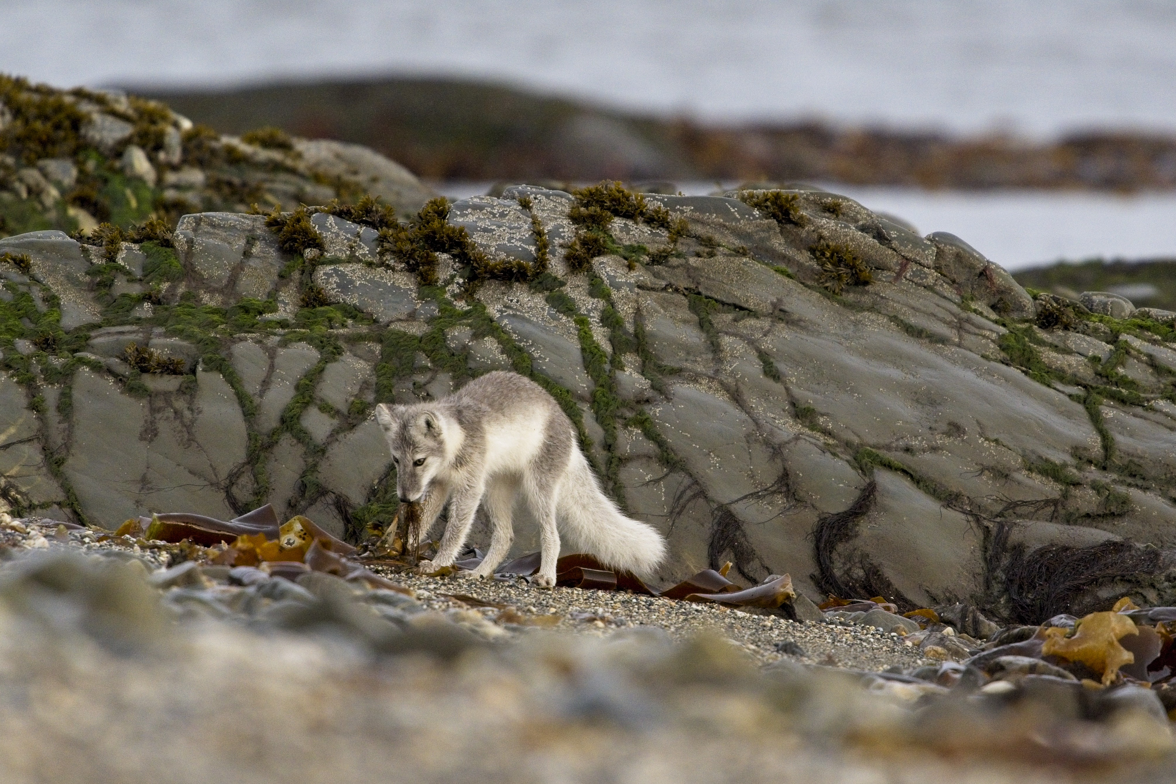 Arctic fox playing with kelp