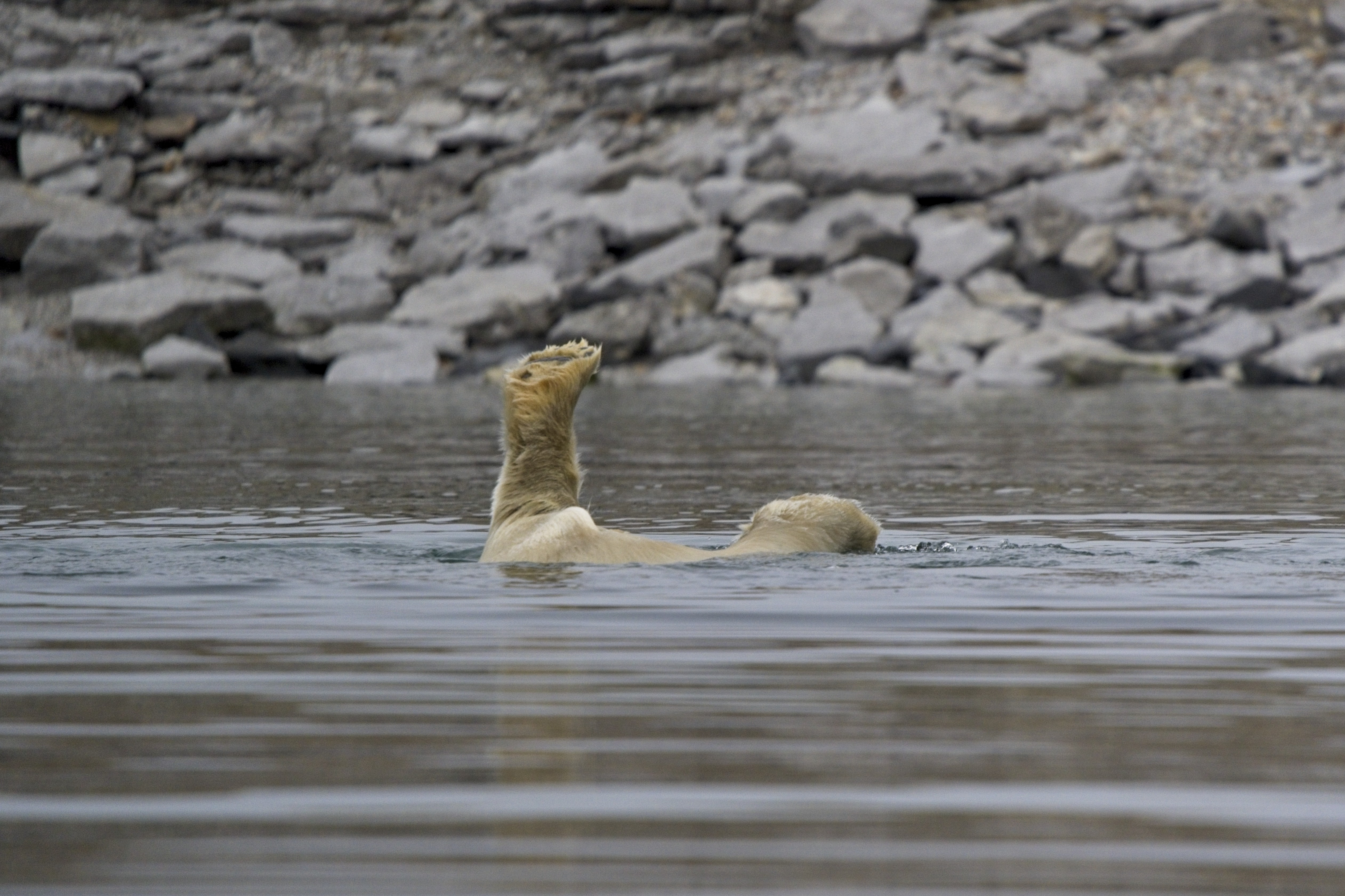 Polar bear doing a backflip in water