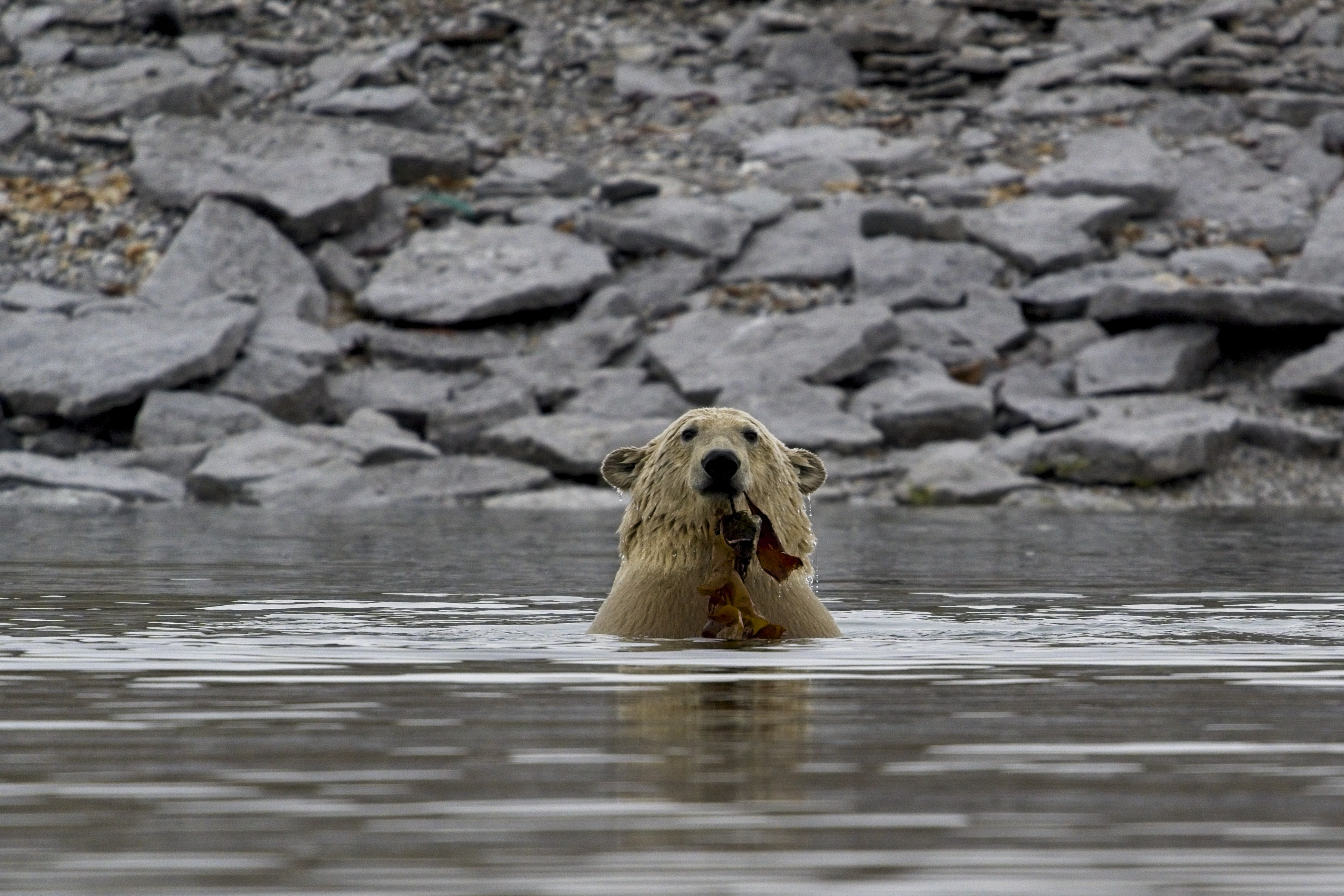 Orso polare che mangia e gioca con un\'alga kelp