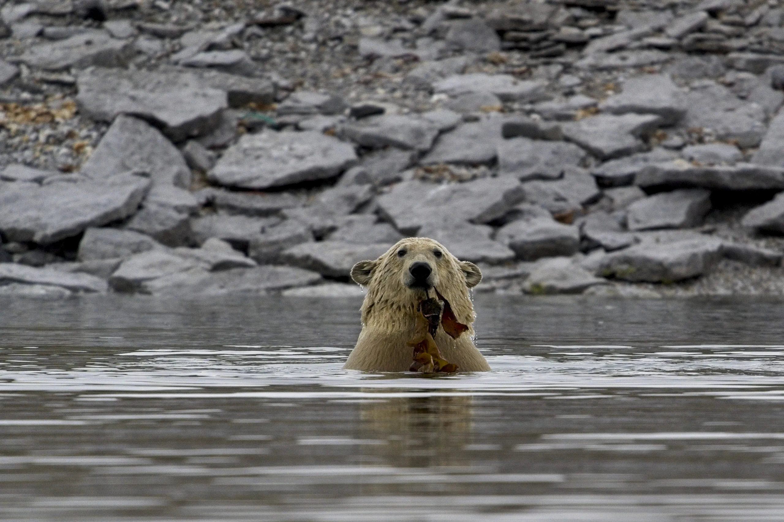 Orso polare che mangia e gioca con un'alga kelp