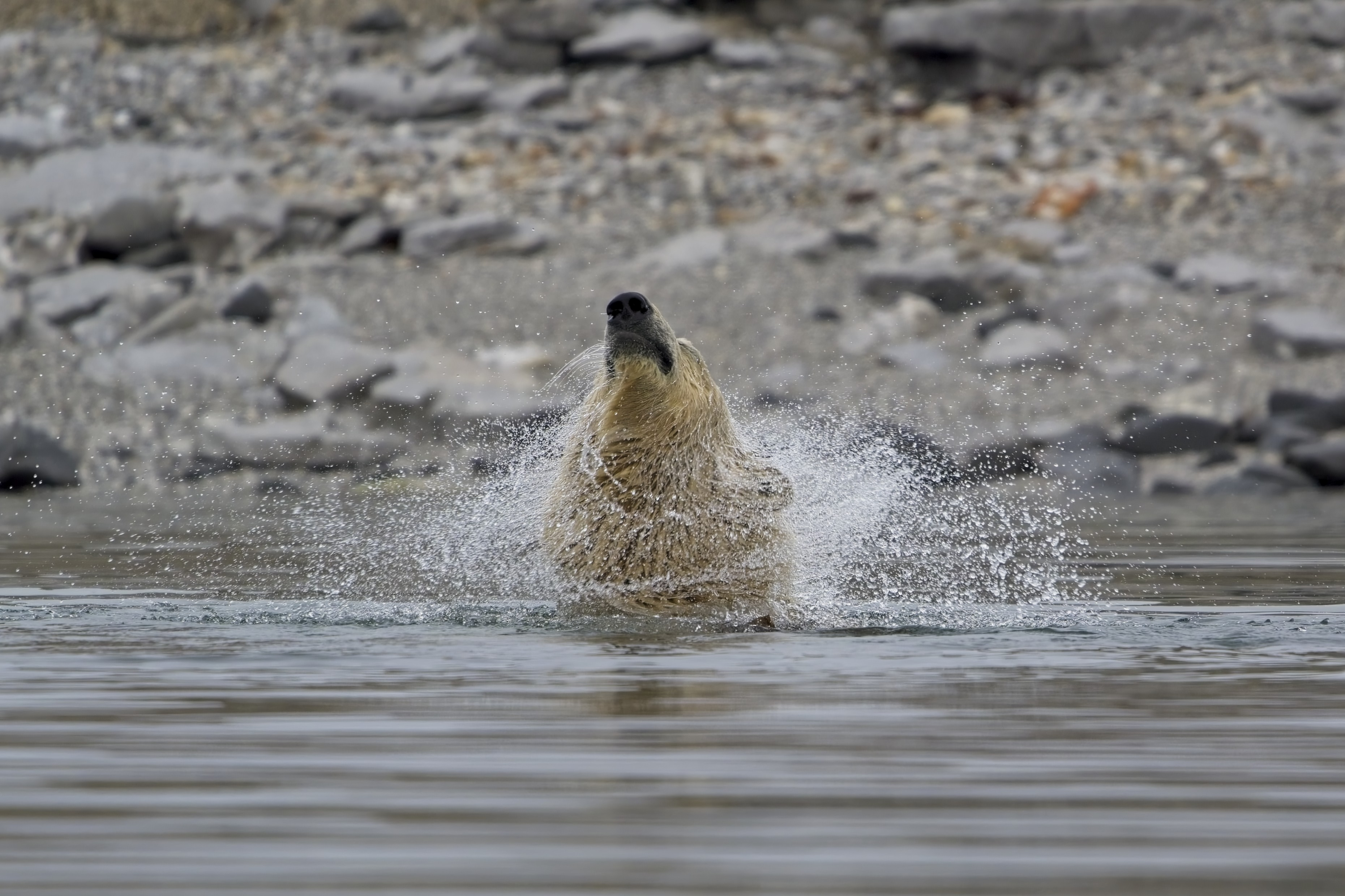 Polar bear shaking off after a dive