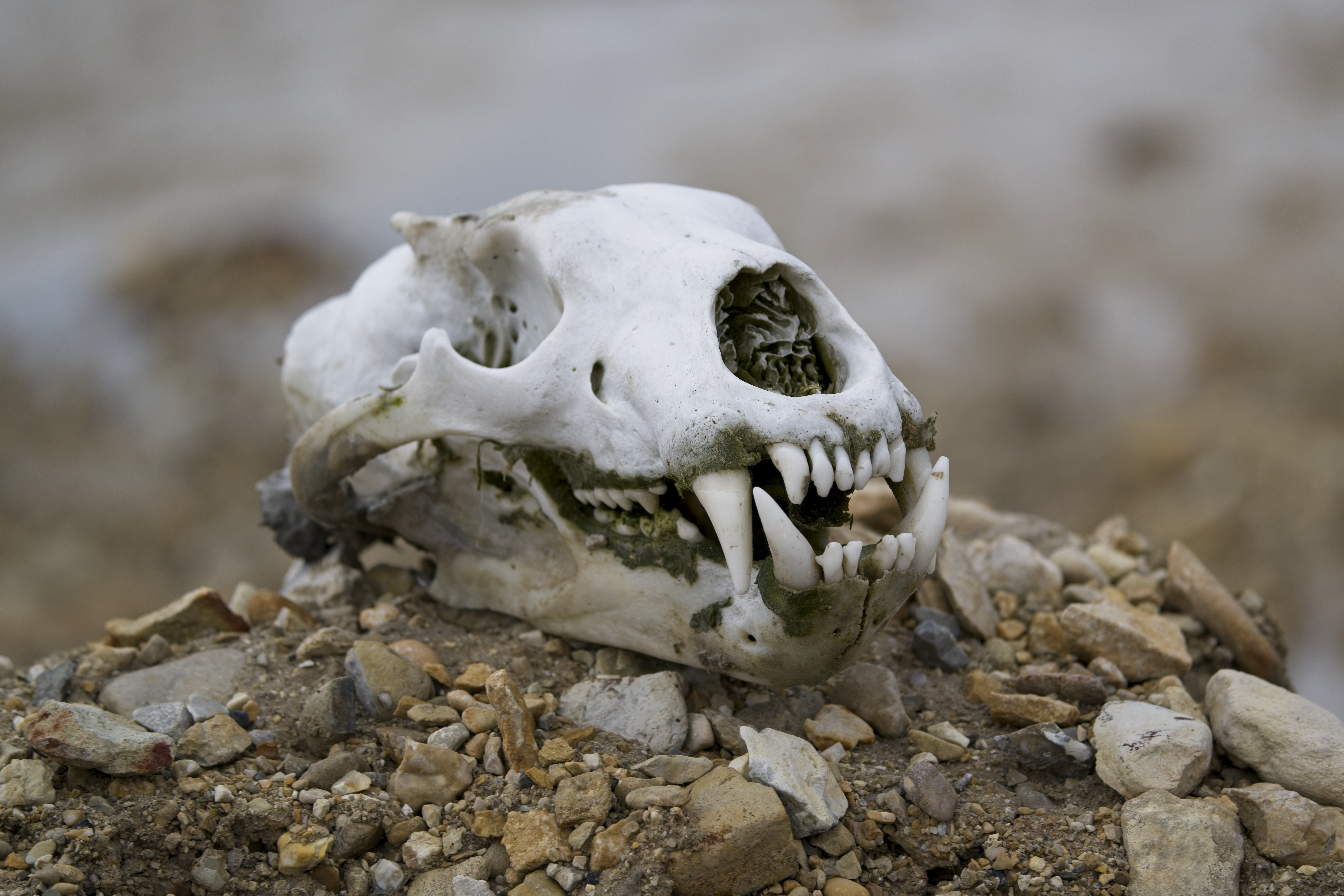 Polar bear skull