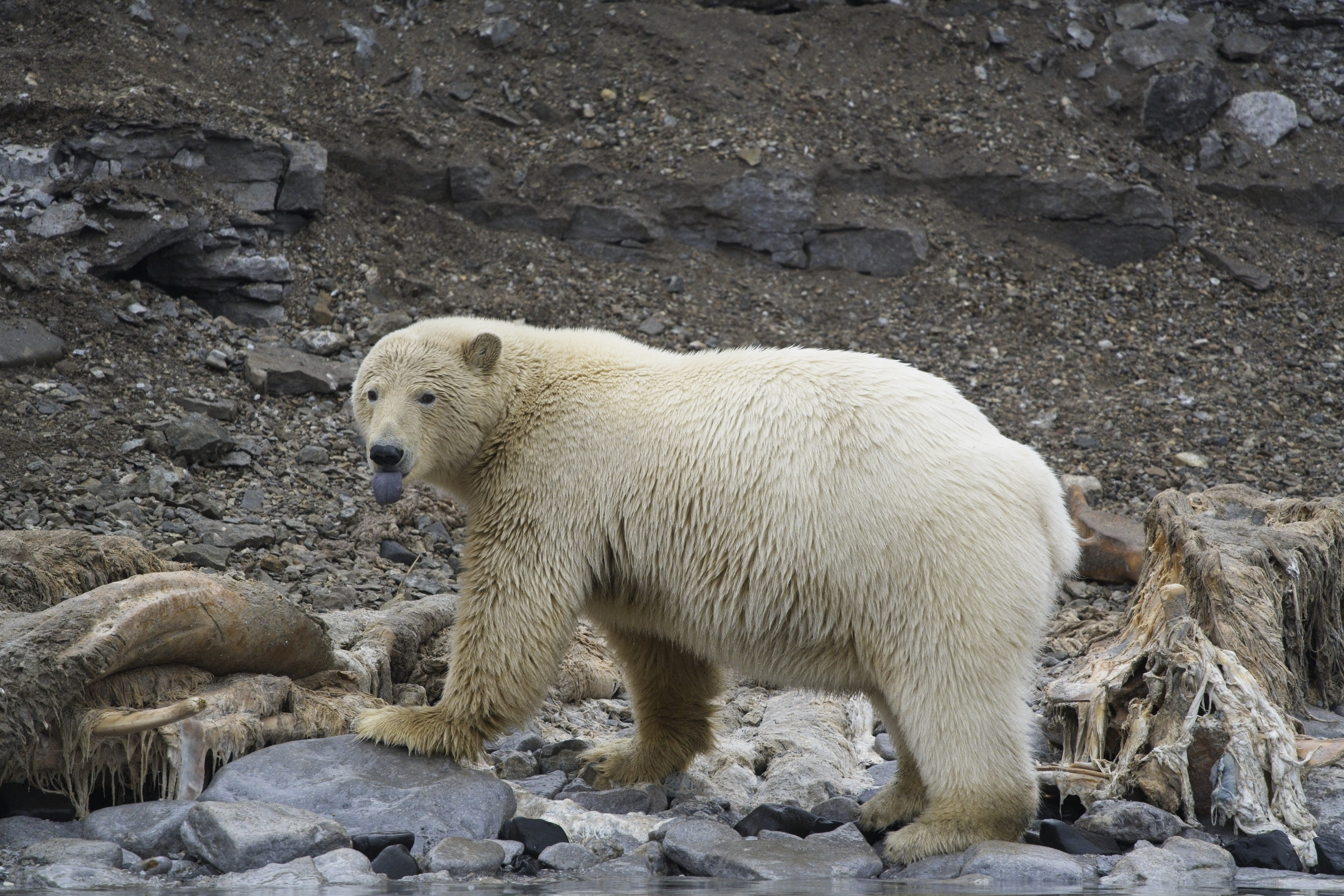 Polar bear sticking its tongue out