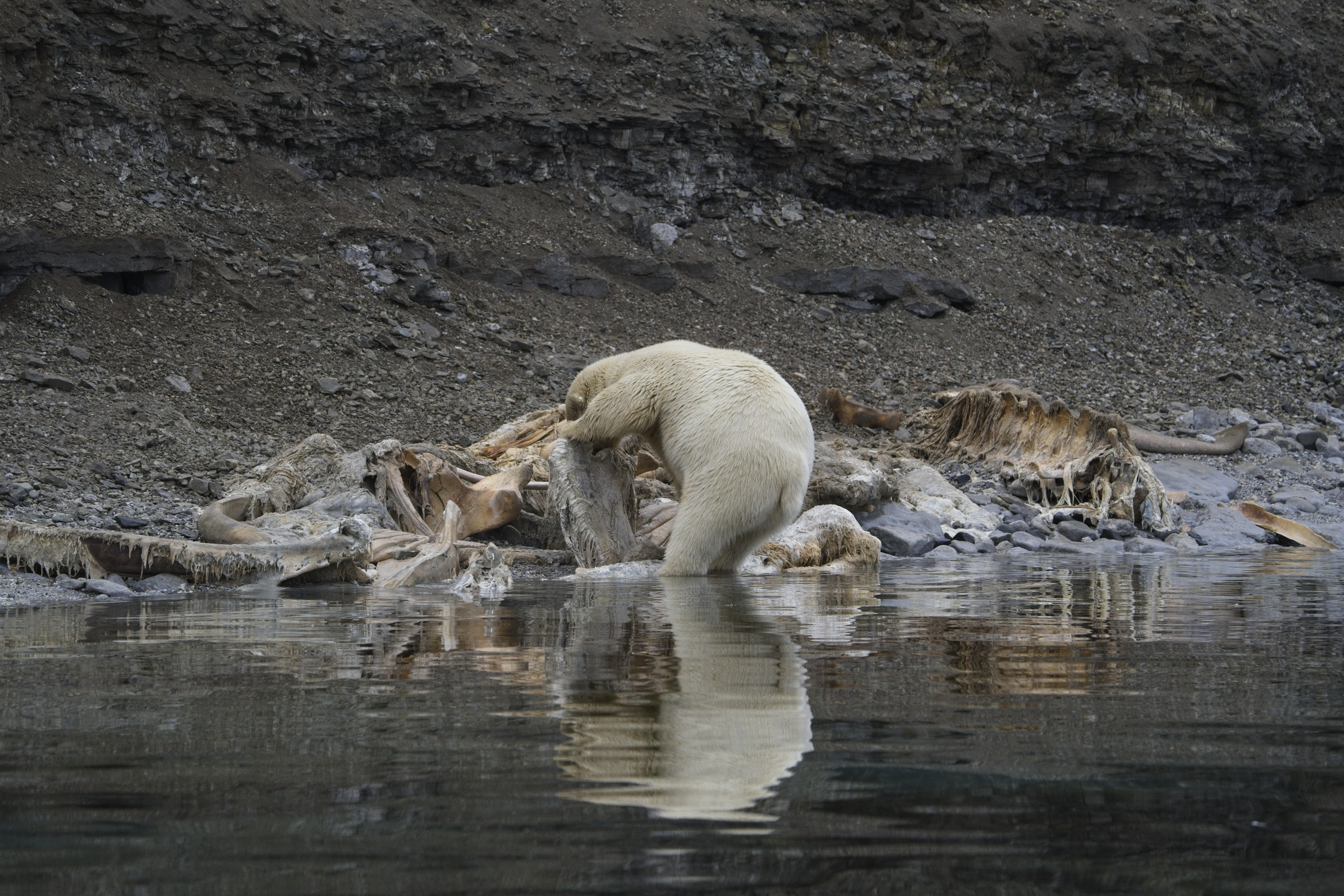 Polar bear feeding from a whale carcass