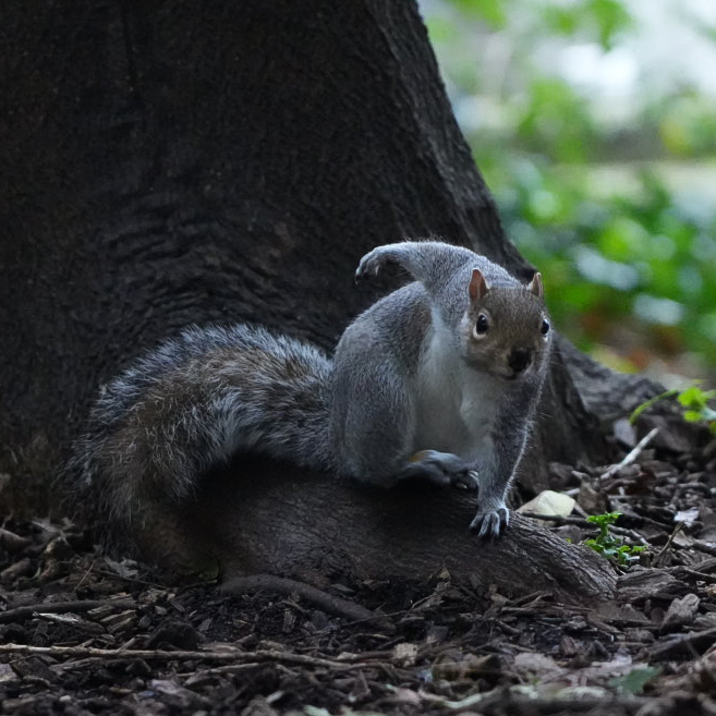 squirrel.photography