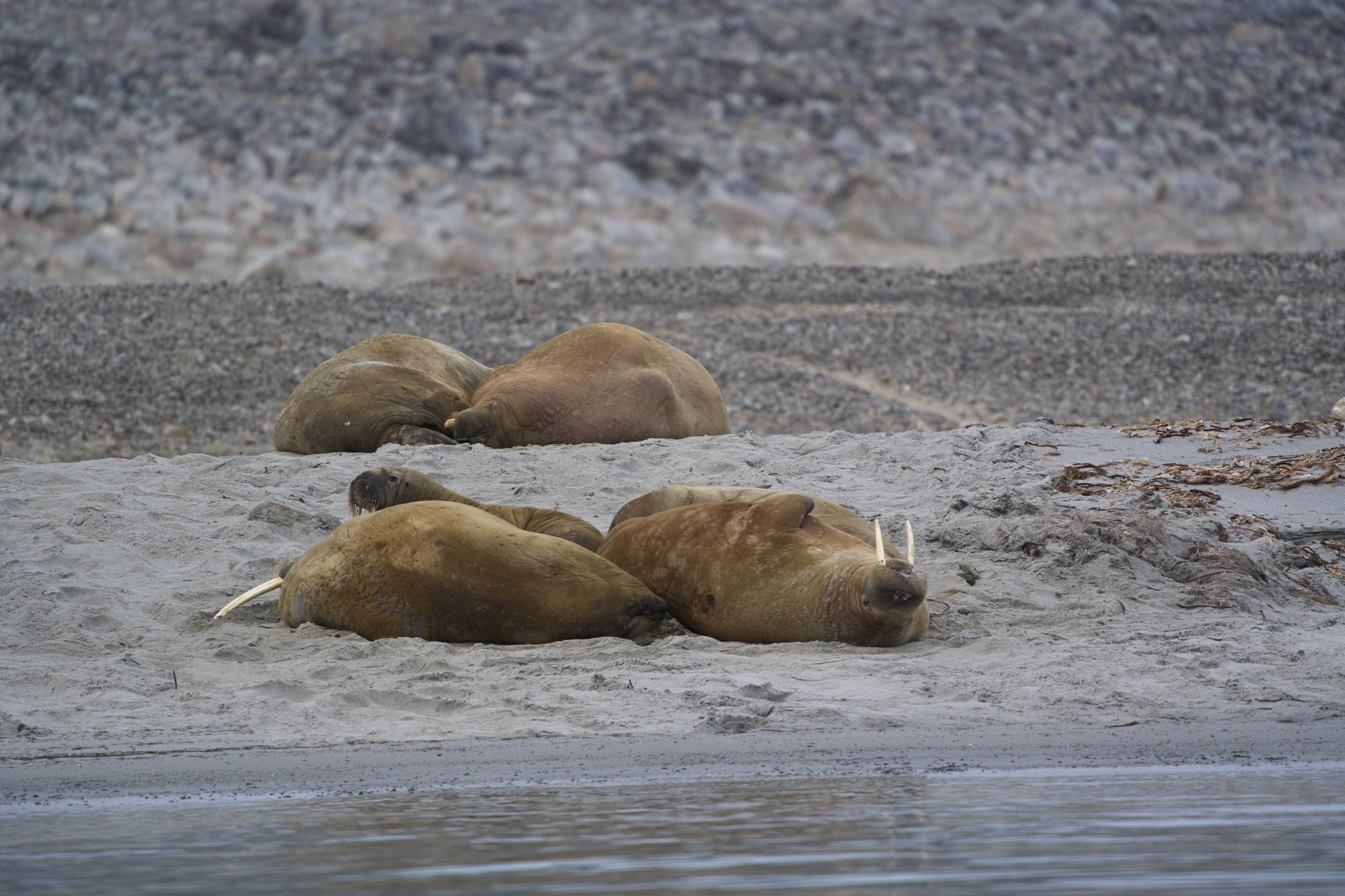 Trichechi sulla spiaggia