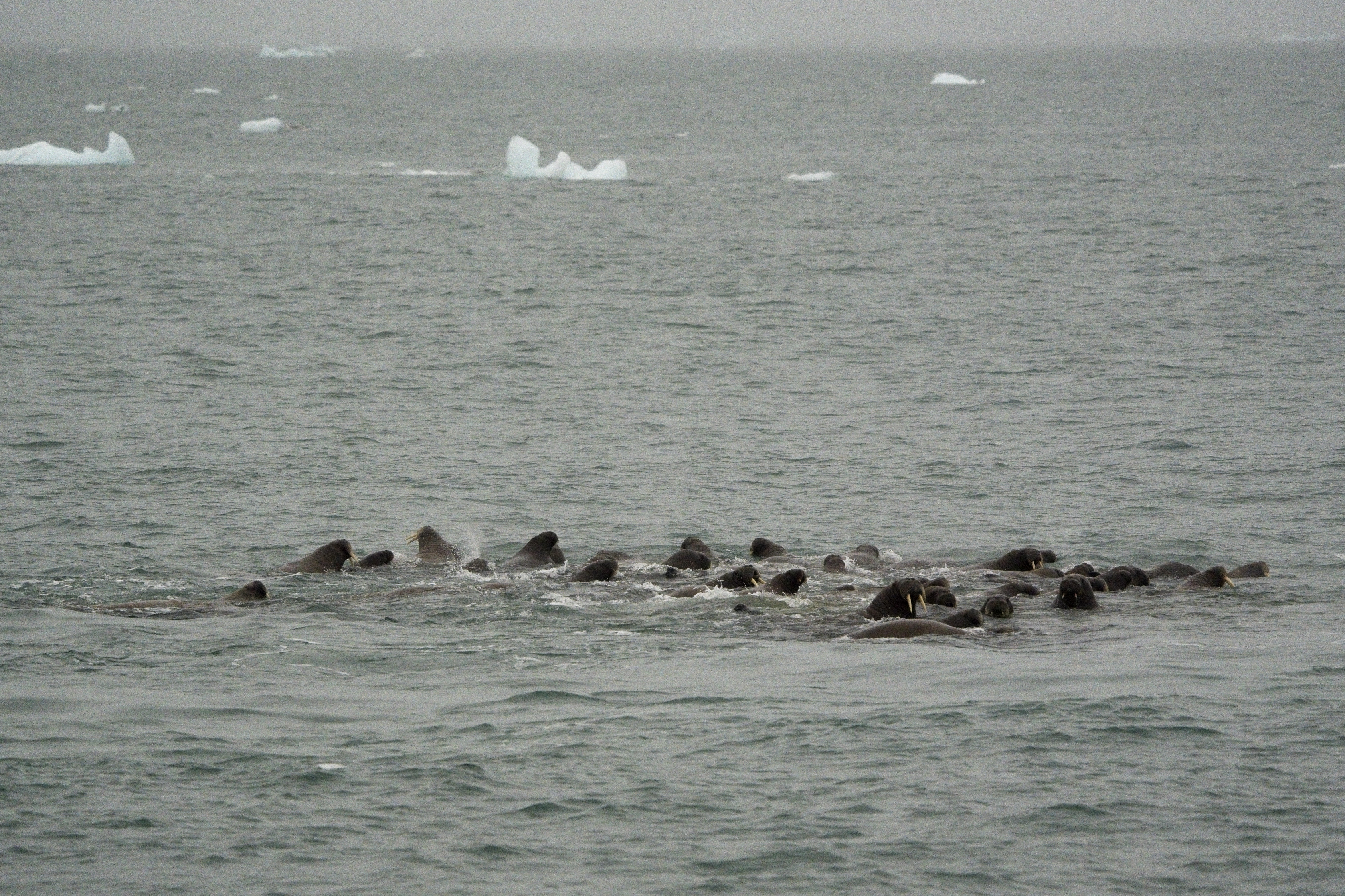 Walruses dancing in the water